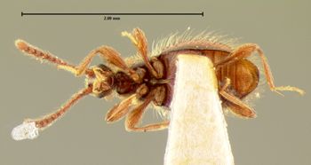 Media type: image;   Entomology 6220 Aspect: habitus ventral view